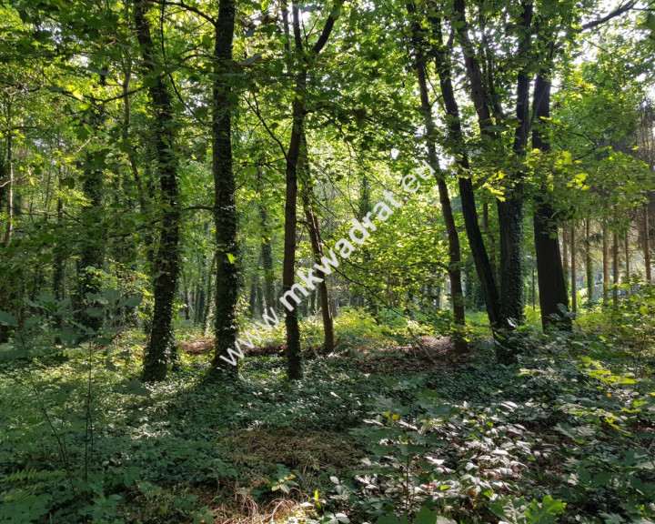 Działka Sprzedaż Podkowa Leśna