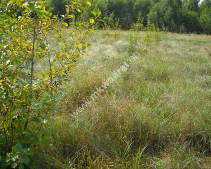 Działka Sprzedaż Jaktorów