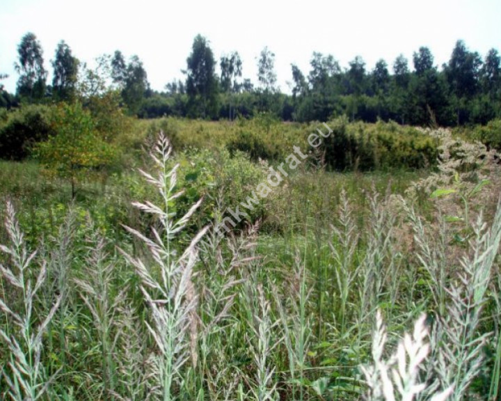 Działka Sprzedaż Badowo-Dańki